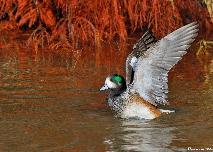 Canard siffleur