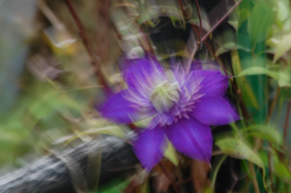 Clematis - Ein Versuch