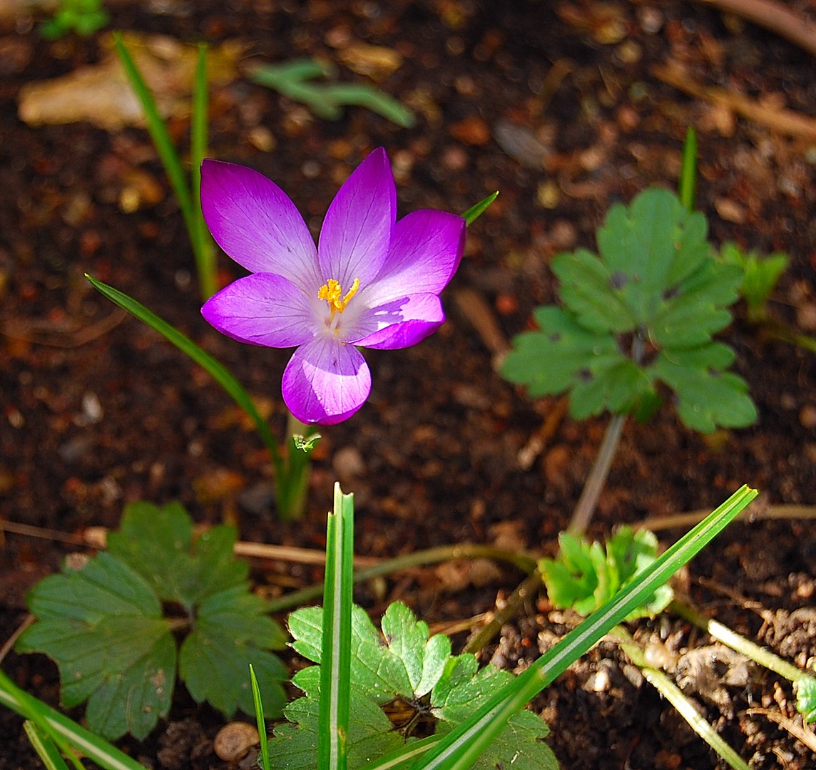 Printemps.