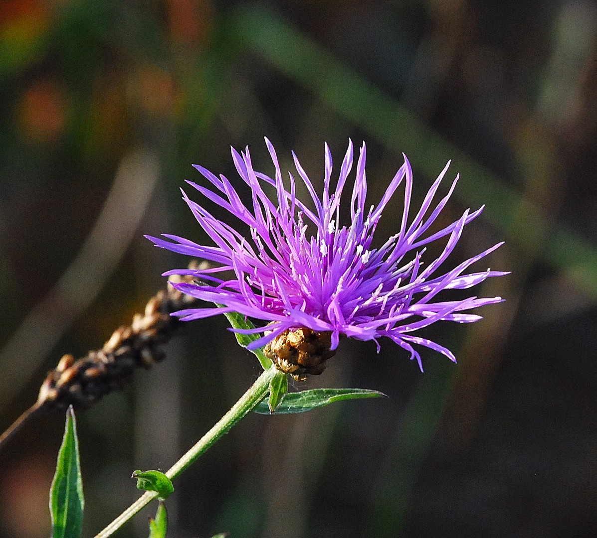 Fleur.