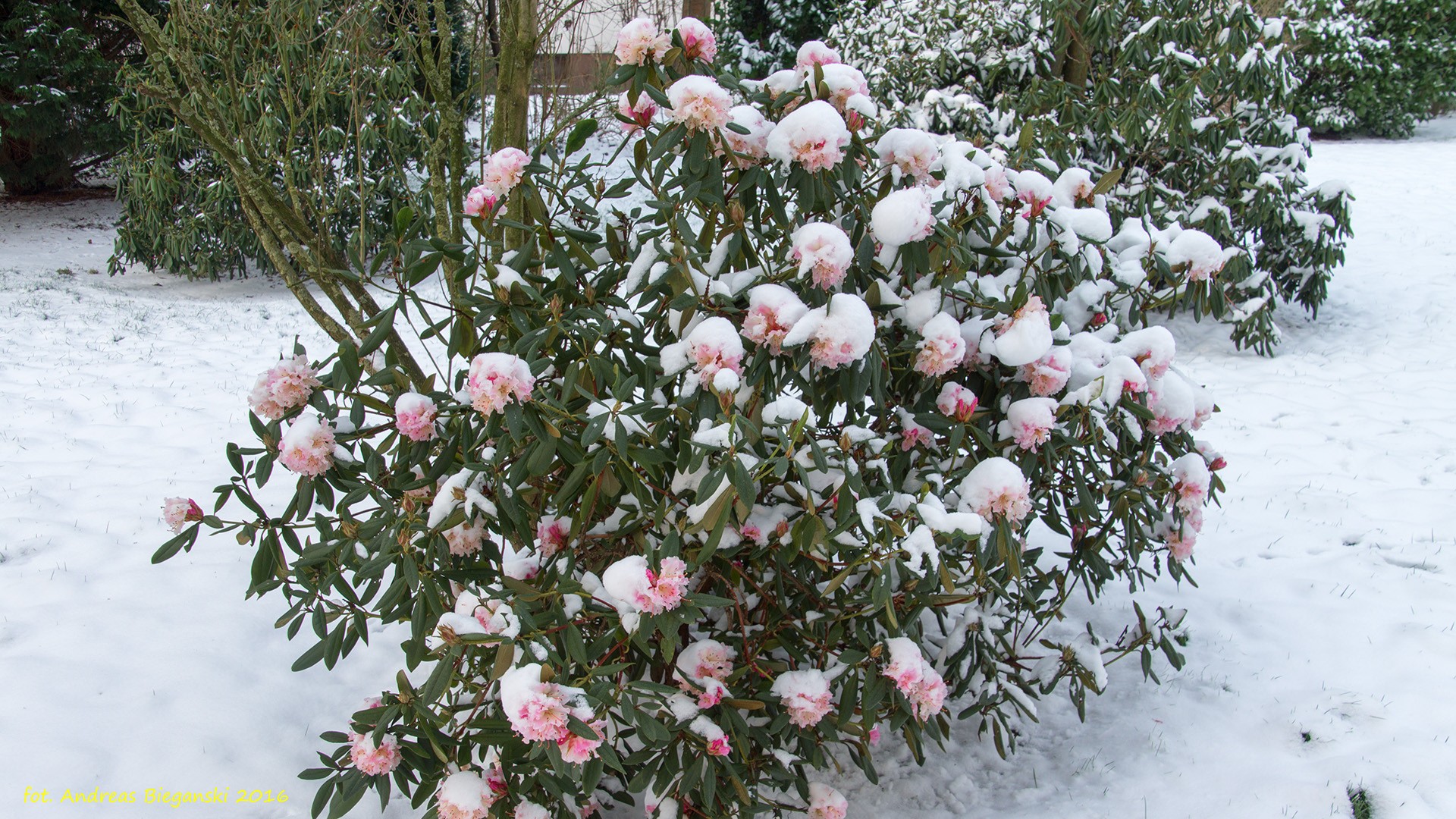 Rhododendron