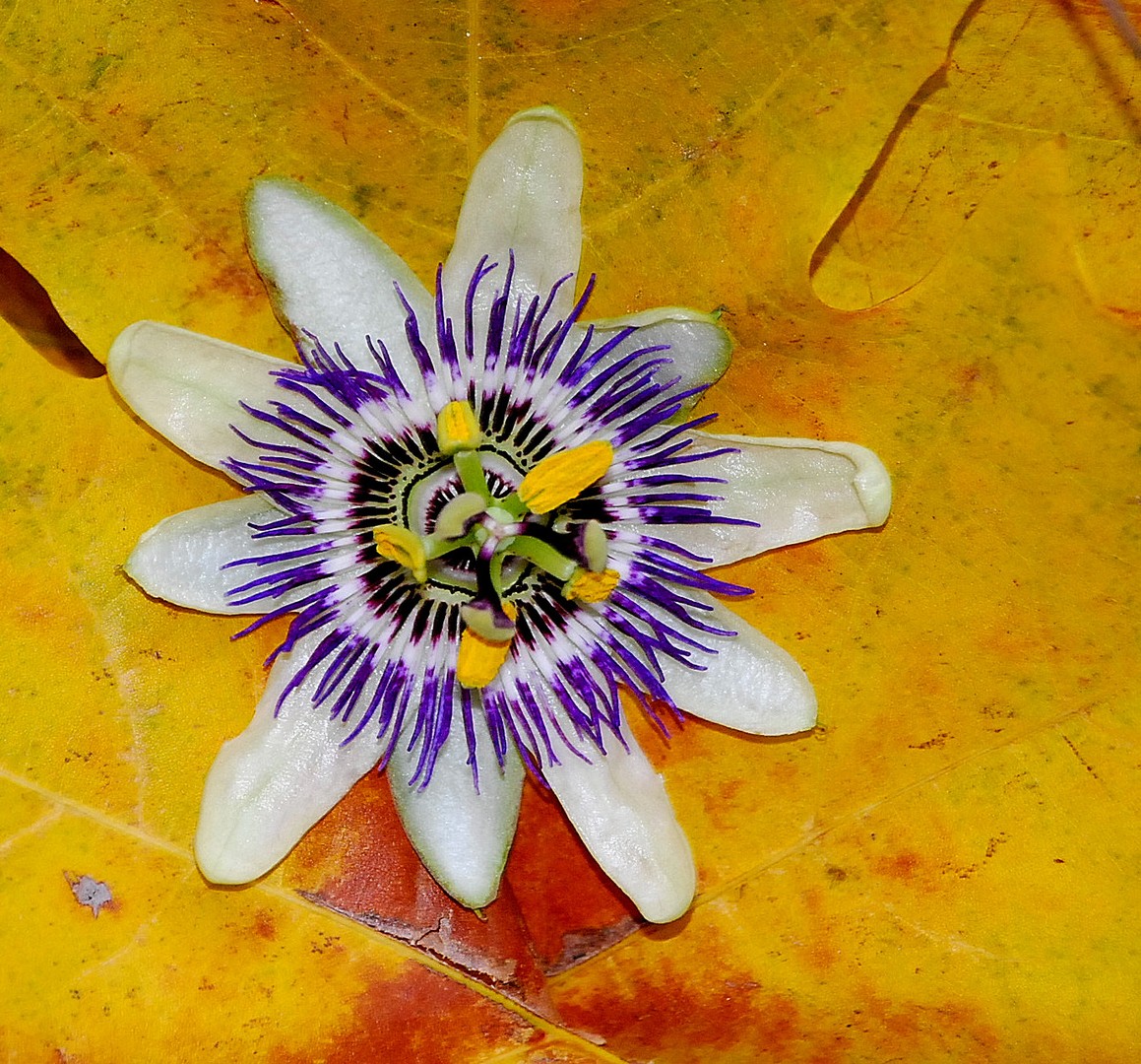 Fleur.