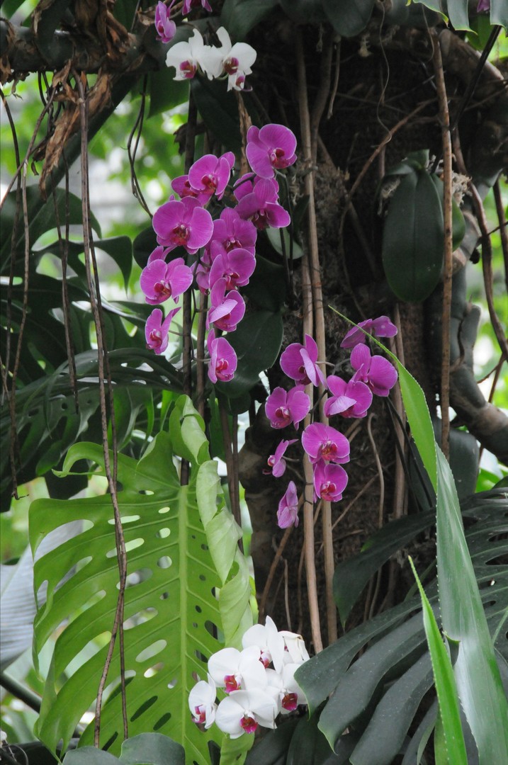 Palme mit Orchideenblüten