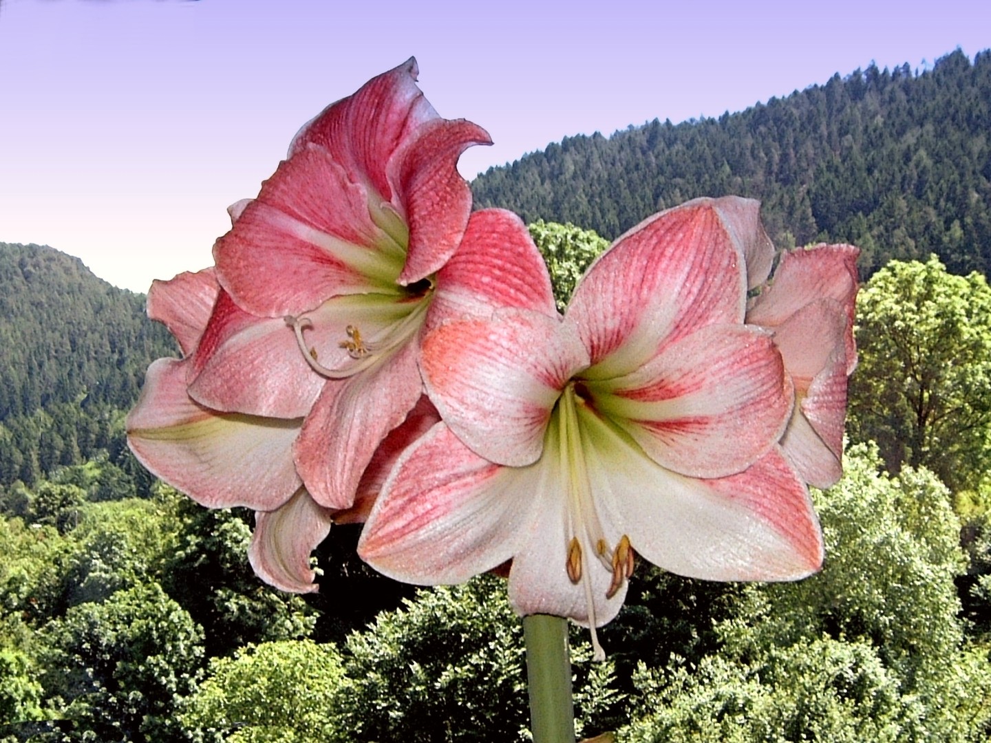 Amaryllis