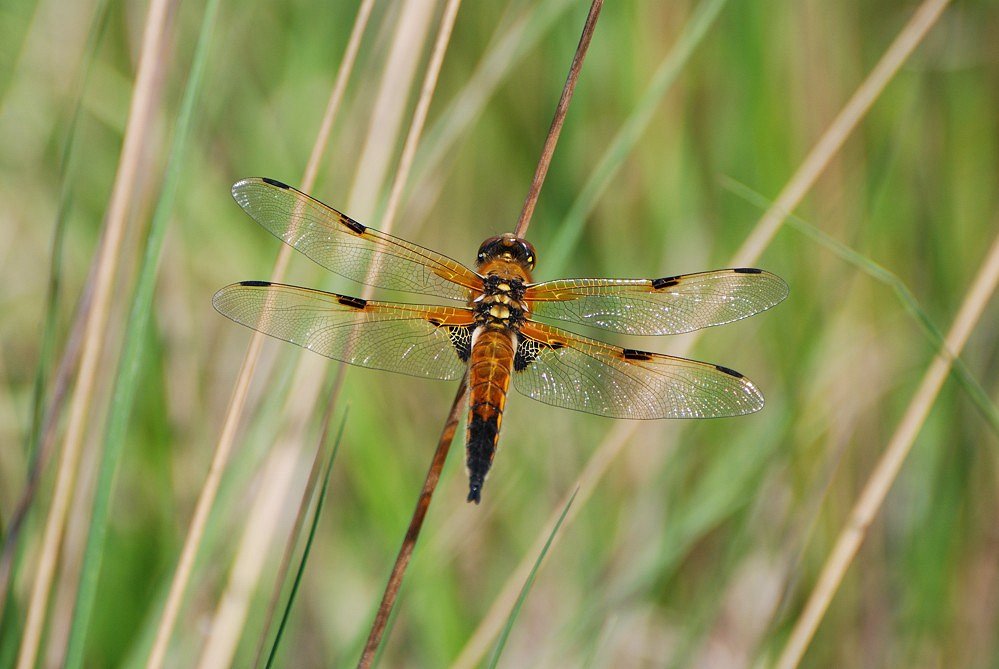 Vierflecklibelle