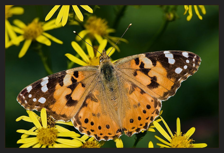 Distelfalter (Vanessa cardui)