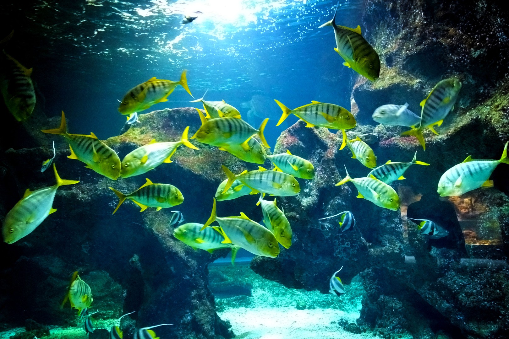 L'Aquarium de La Rochelle