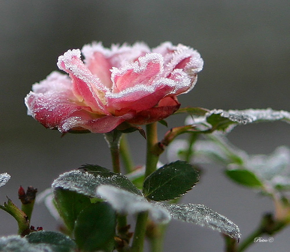 Rosa 