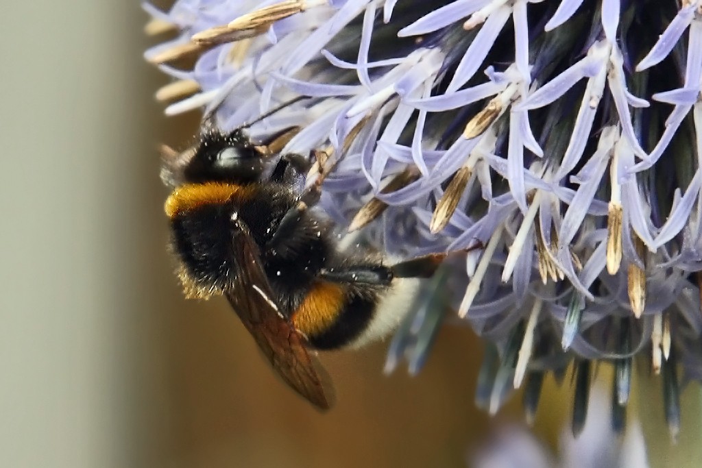 Hummel auf Diestel