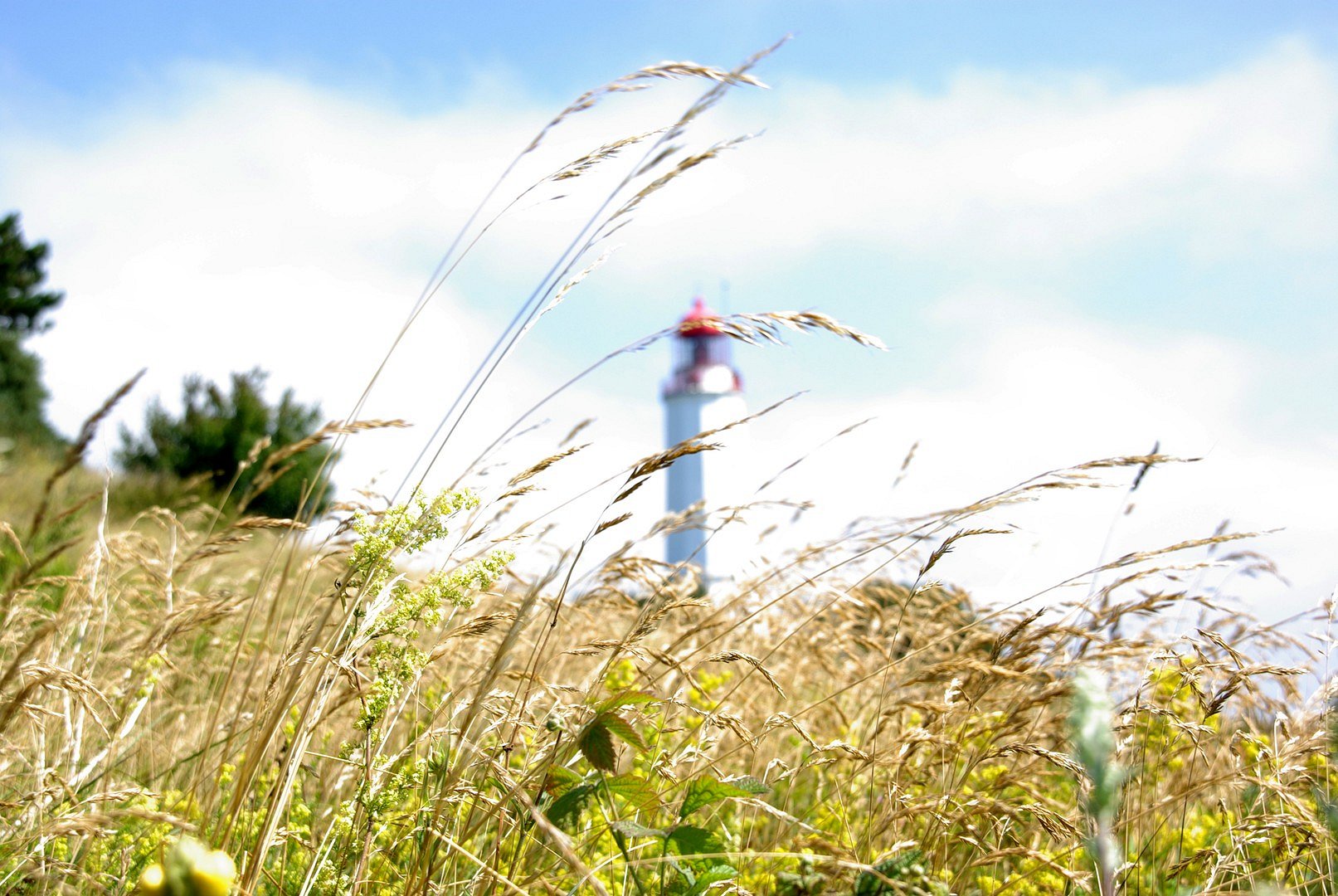 Strandgrass