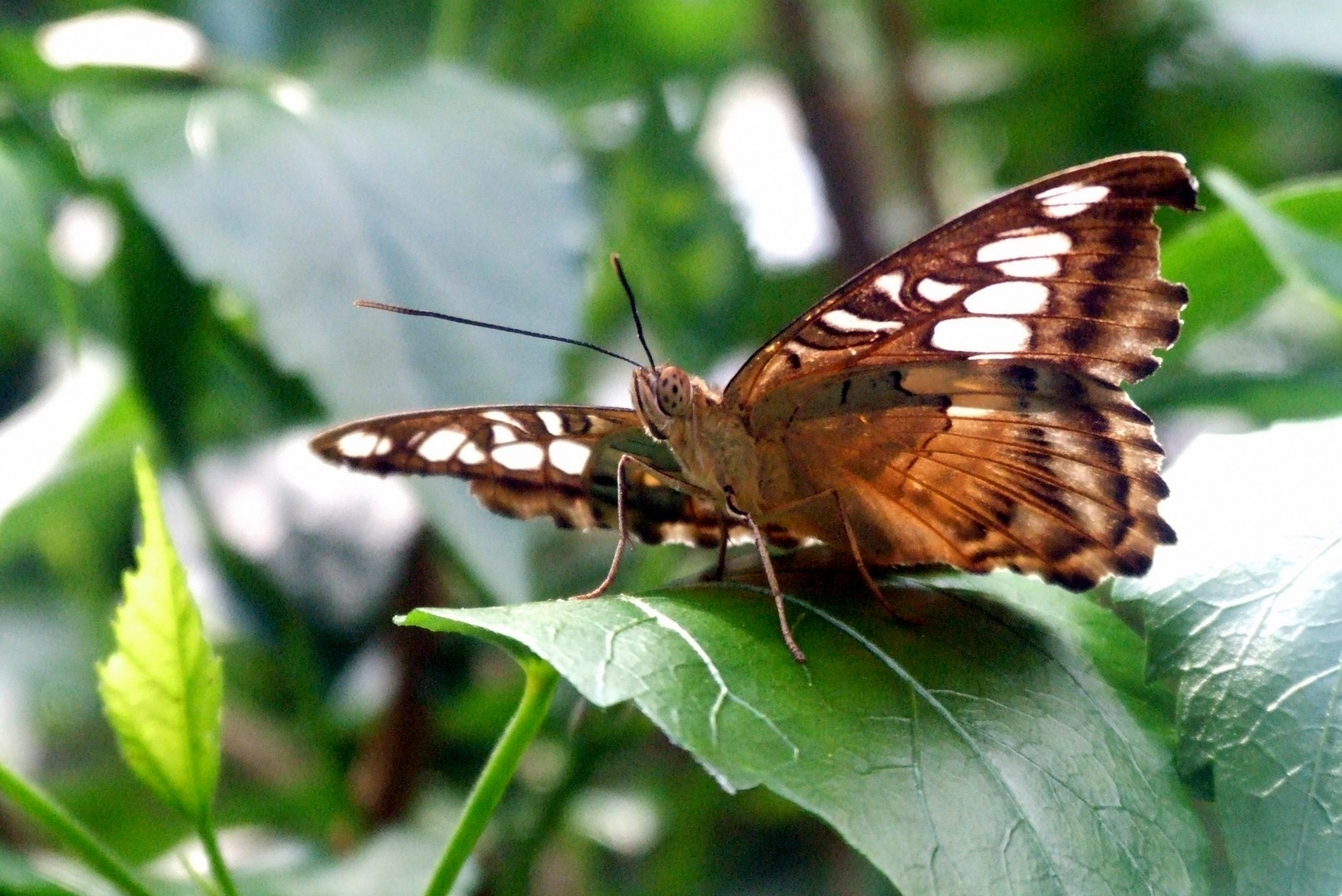 Schmetterling