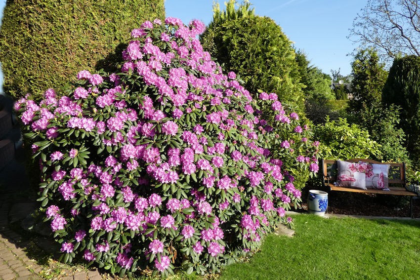 Rhododendron