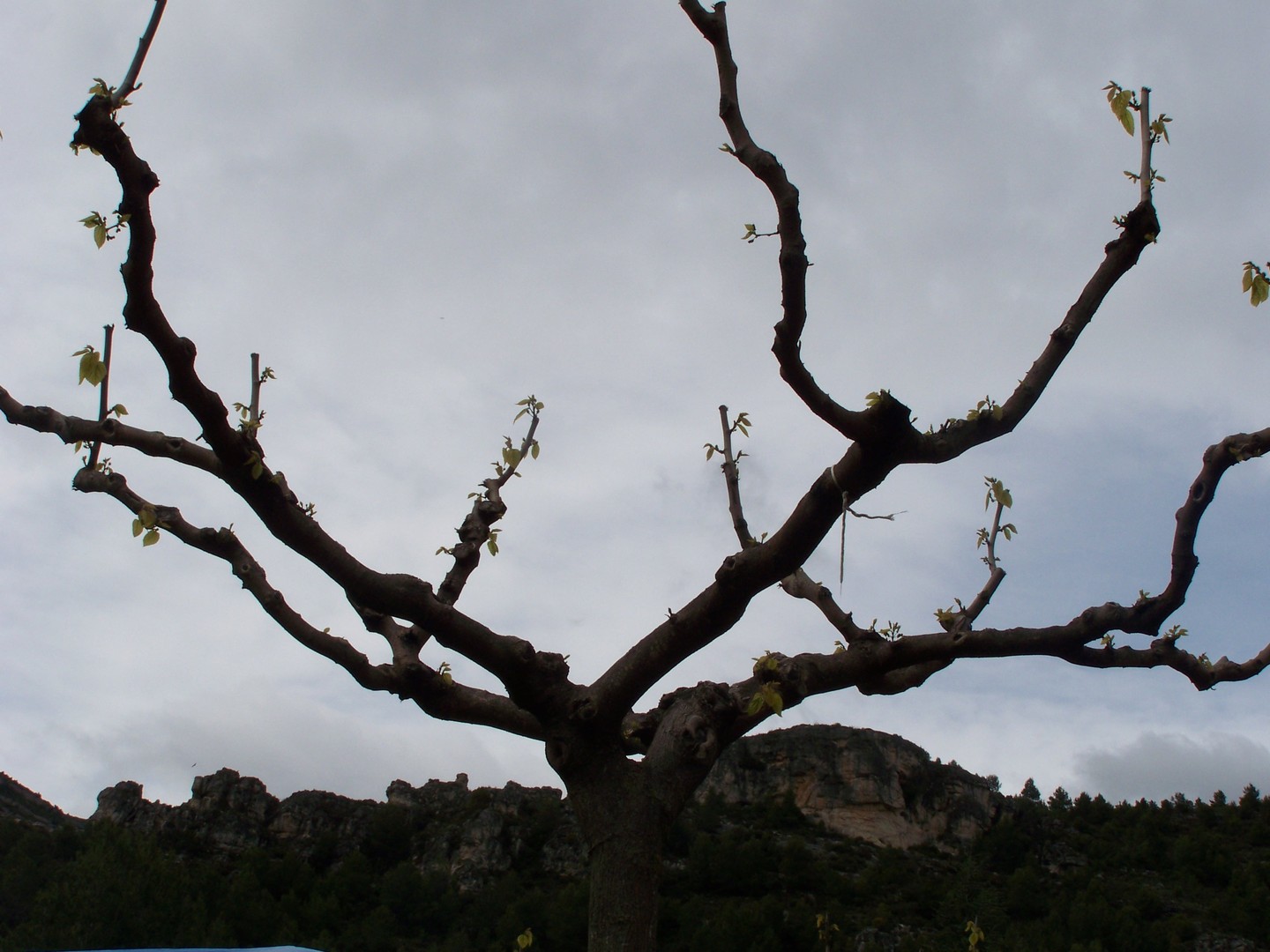 arbol sin ojas