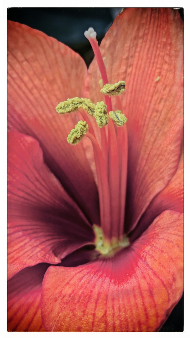 Amaryllis Blütenpollen