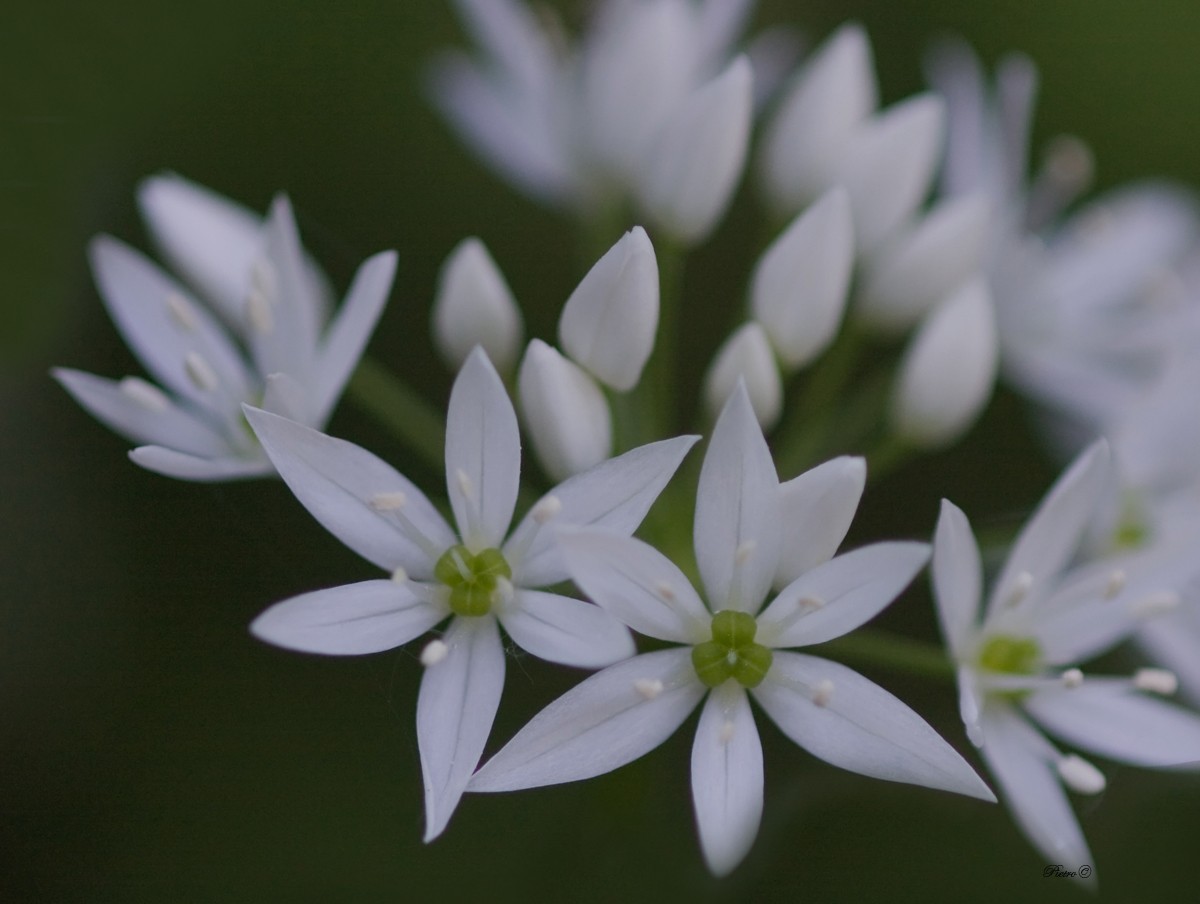 Allium sativum 