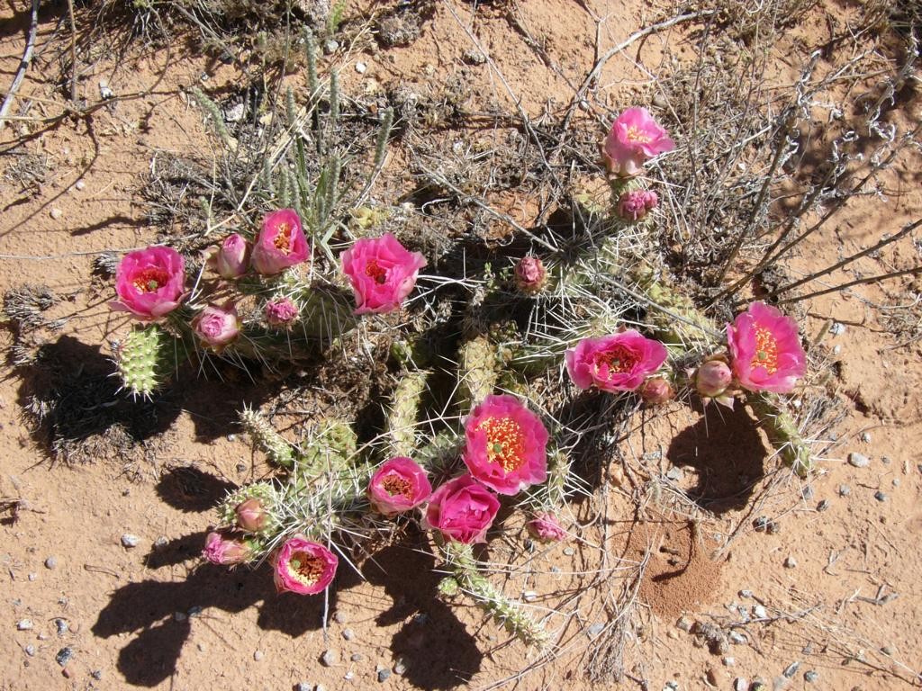 Cactusflower