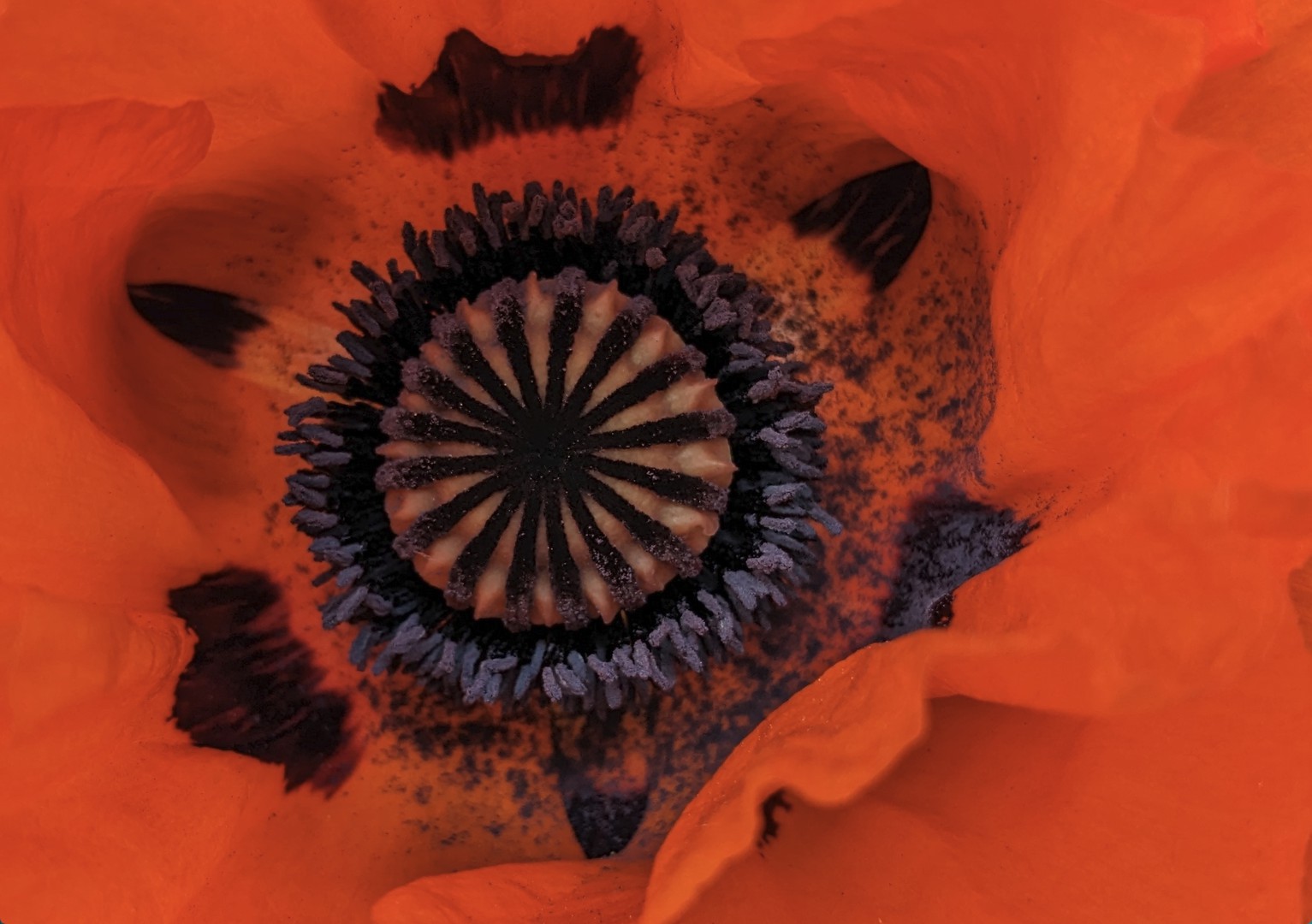 Mohn