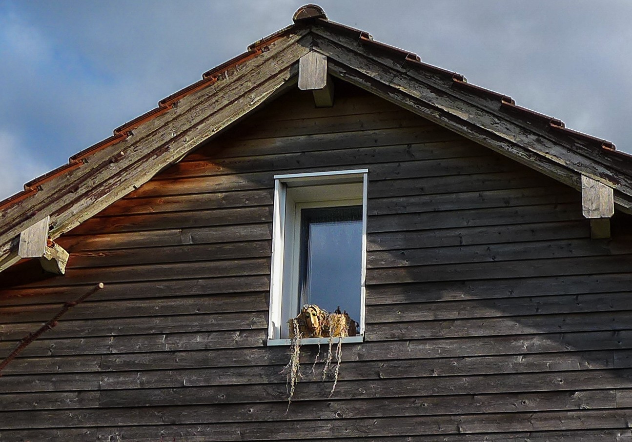 RAPUNZEL IM RUHESTAND