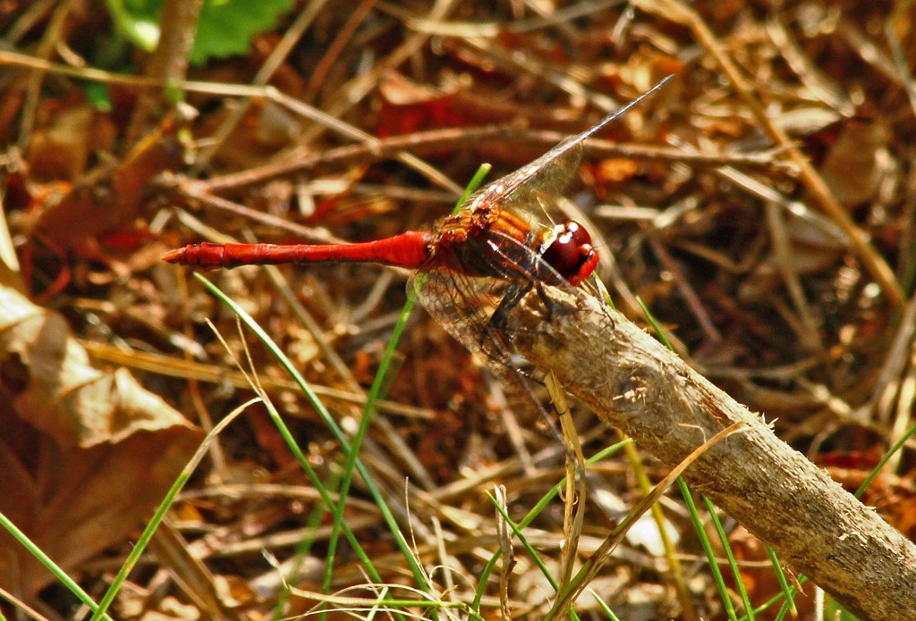 rote Heidelibelle