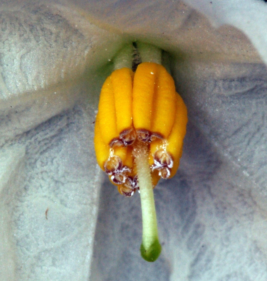 Blüte der Jasimpflanze 2