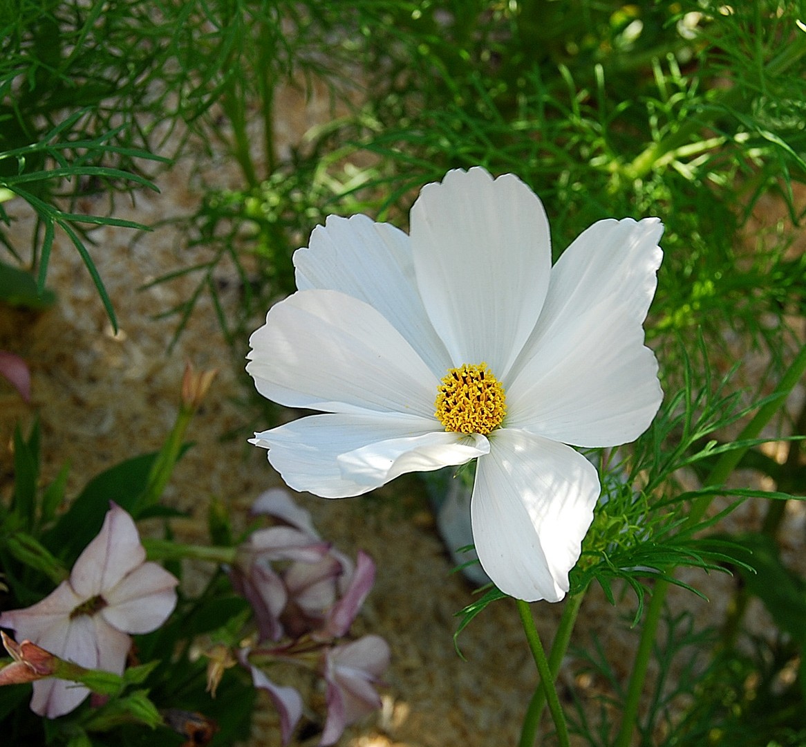 Fleur.