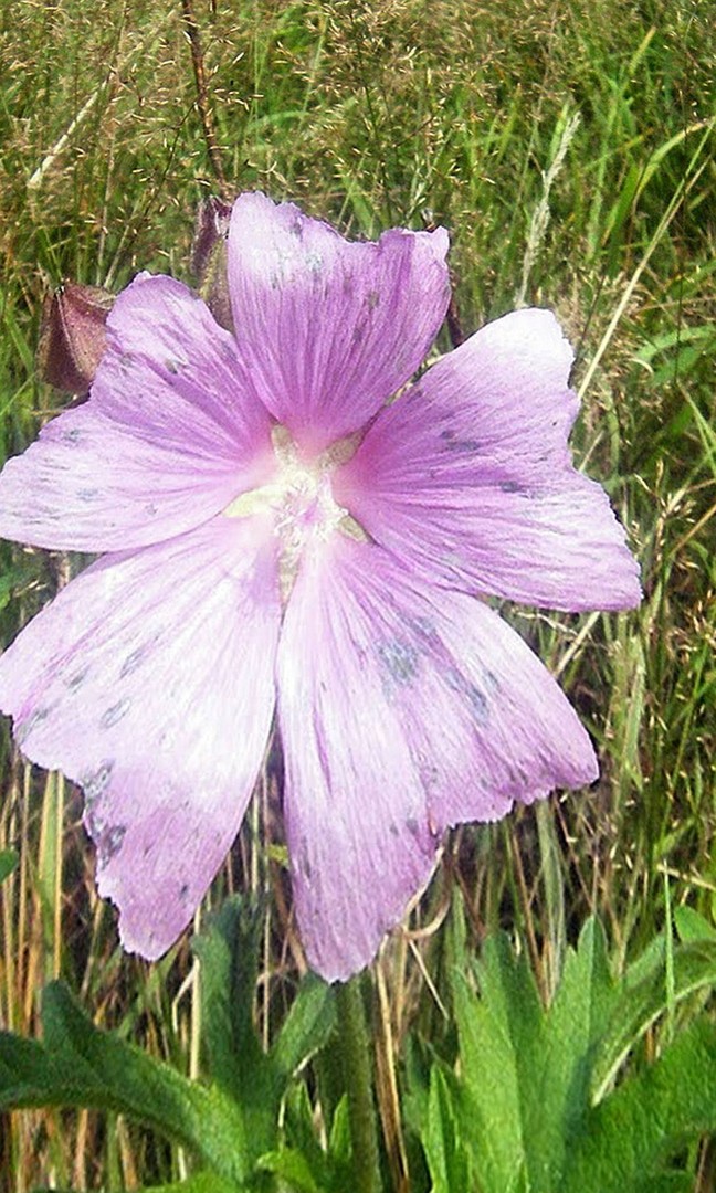 Ein   kleines  Blümchen