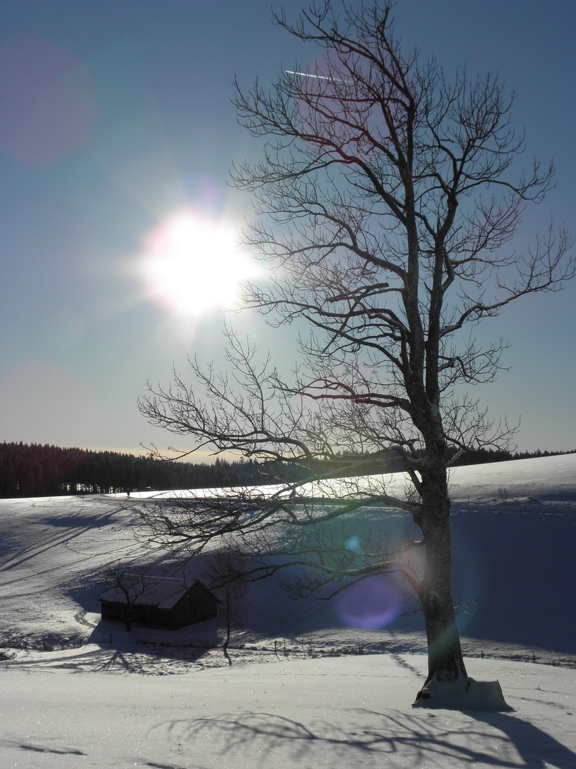 Ein Baum ...