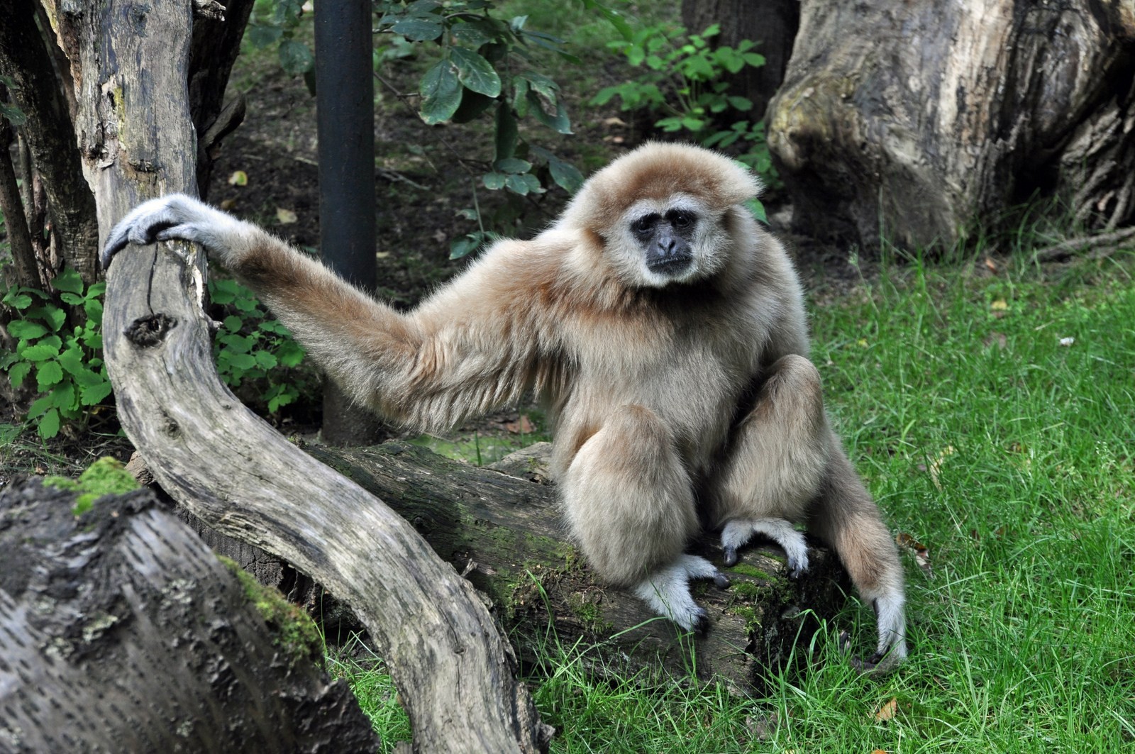 Gibbon-Model