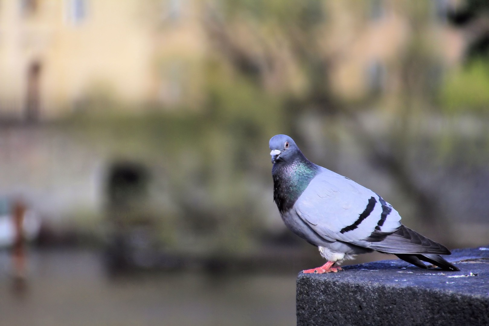 Die blaue Taube