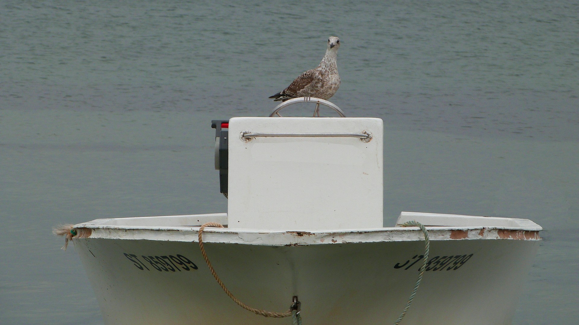 CAPITAINE AU CABOTAGE