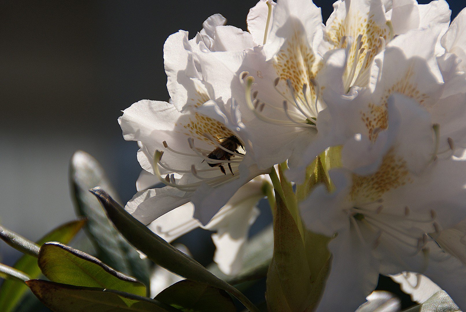 Rododendron