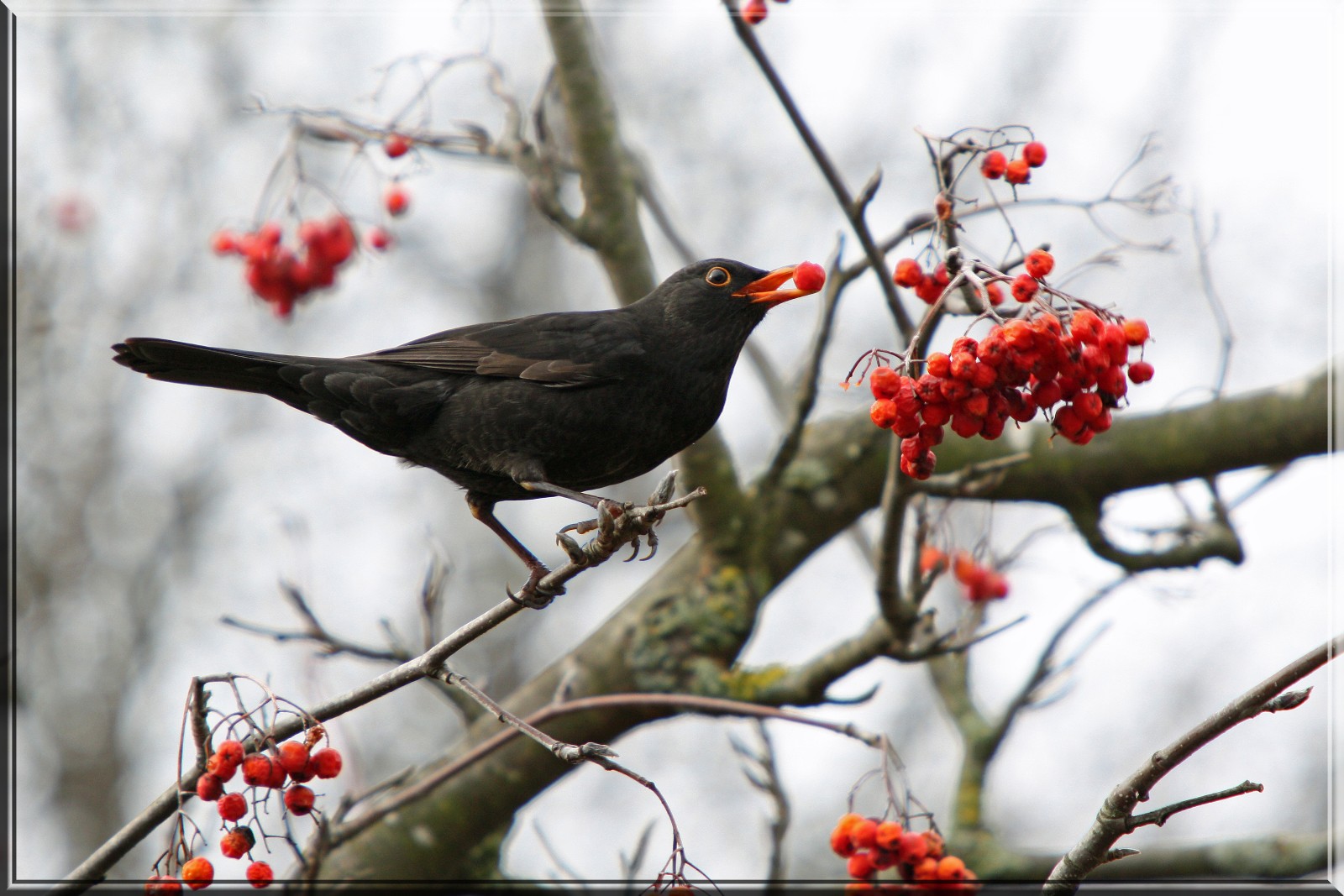 Amsel