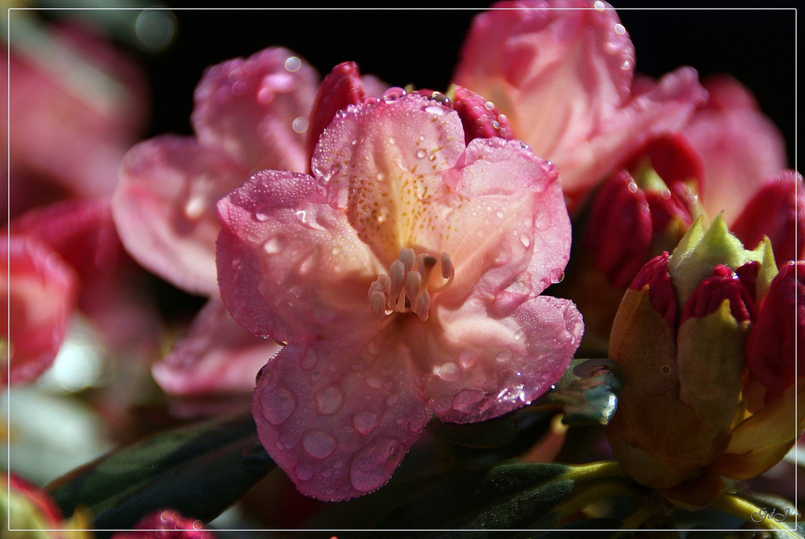 Rododendron