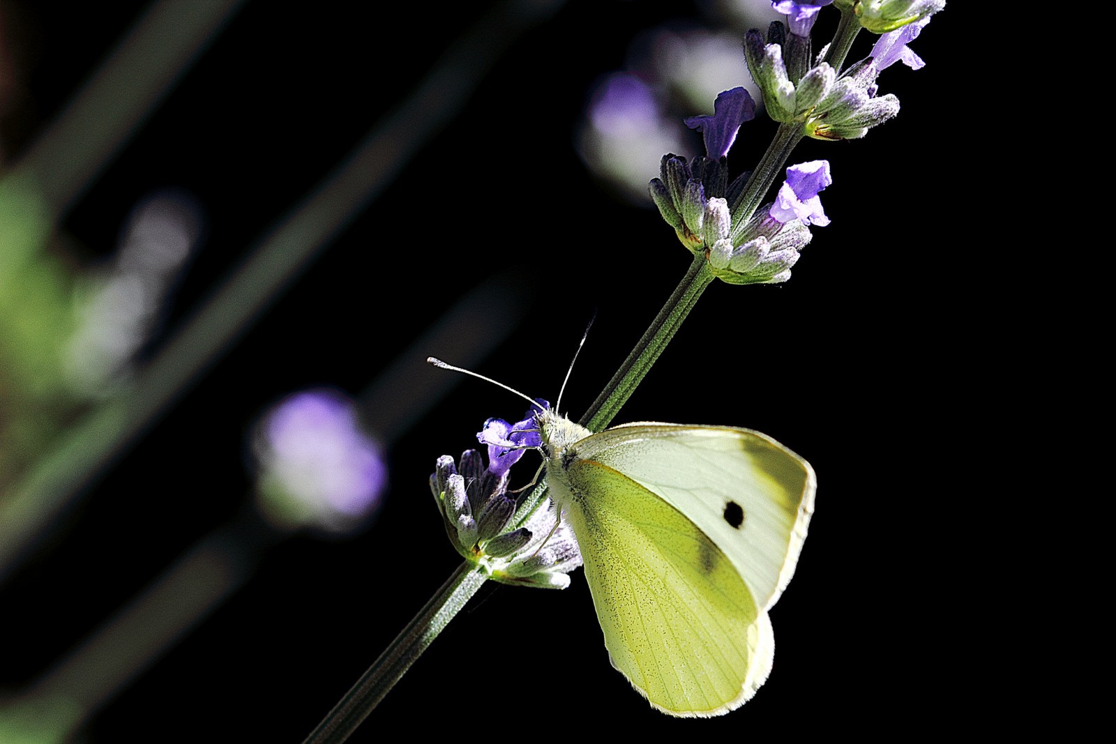 Lavendel