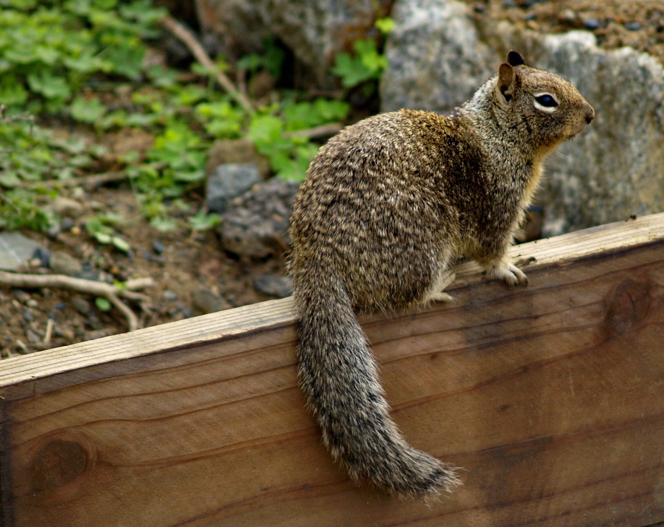 " Hörnchen"