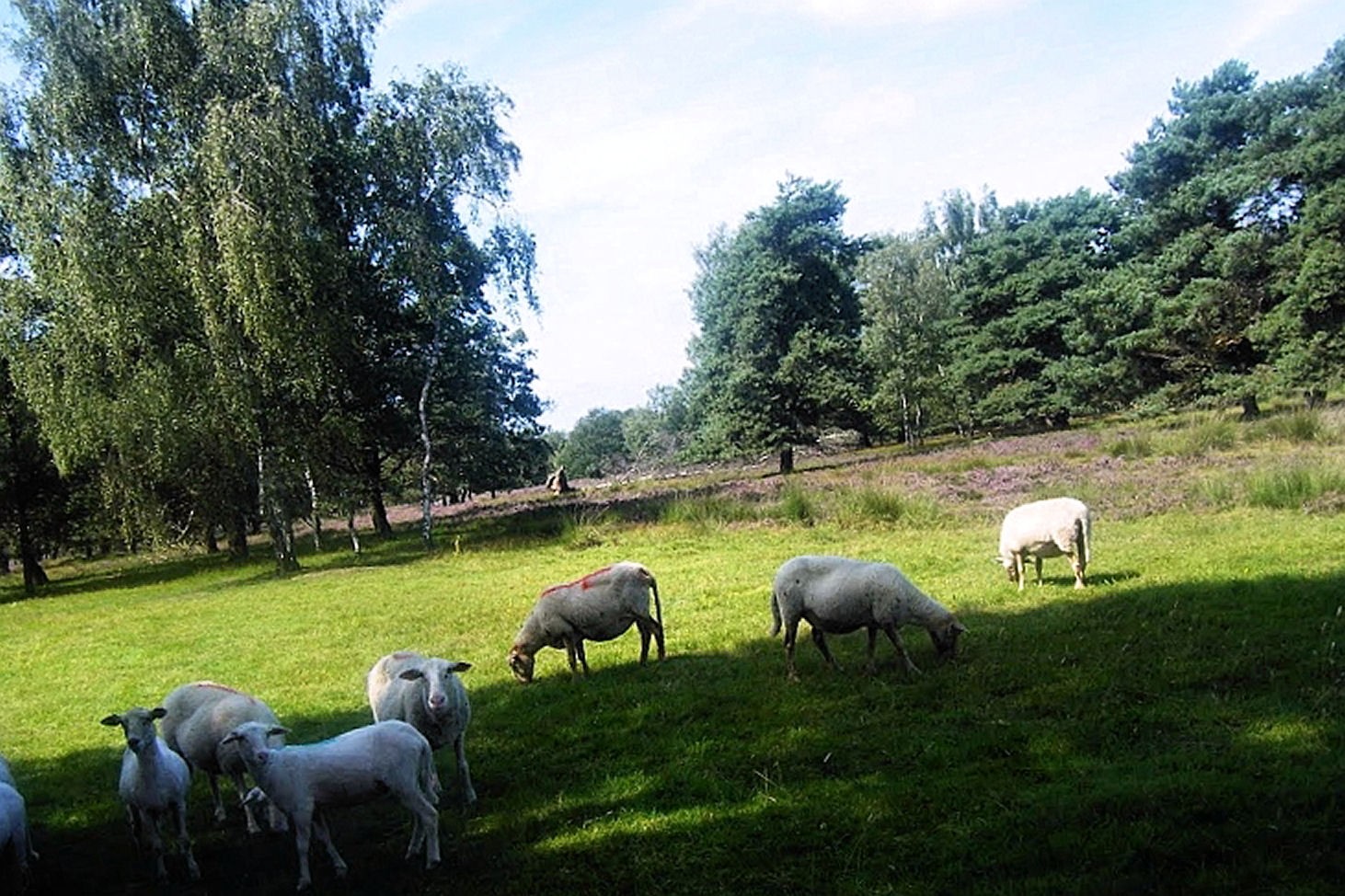 Auf der Heide