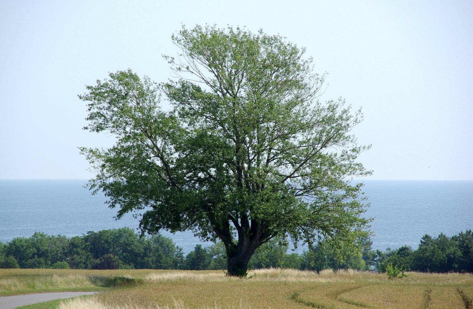 Baum an der See