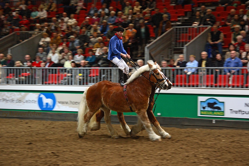 Pferde im Galopp