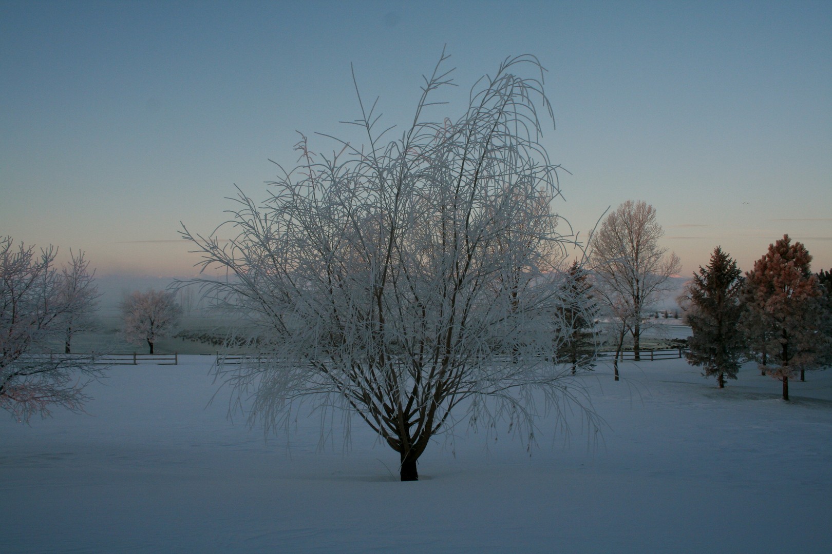 ice tree