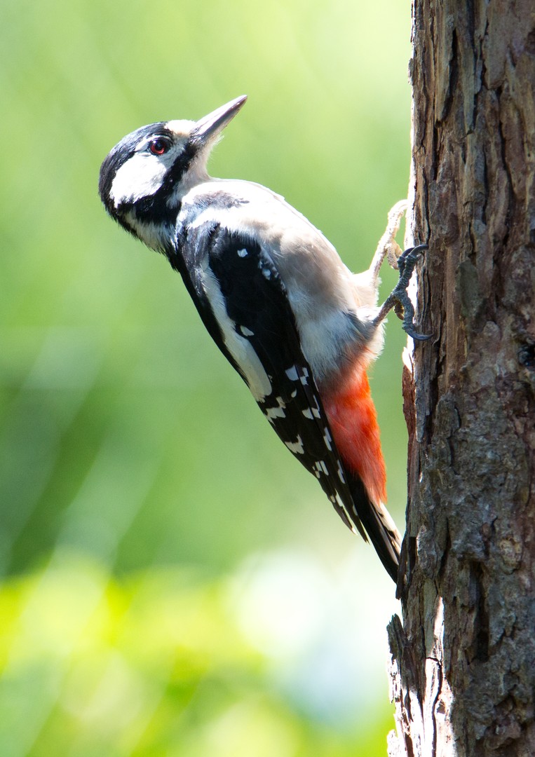 Im Garten auf Futtersuche