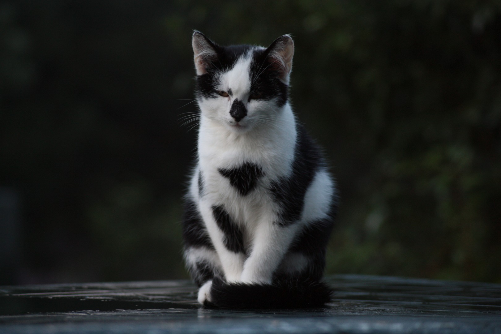 Kat op tafel