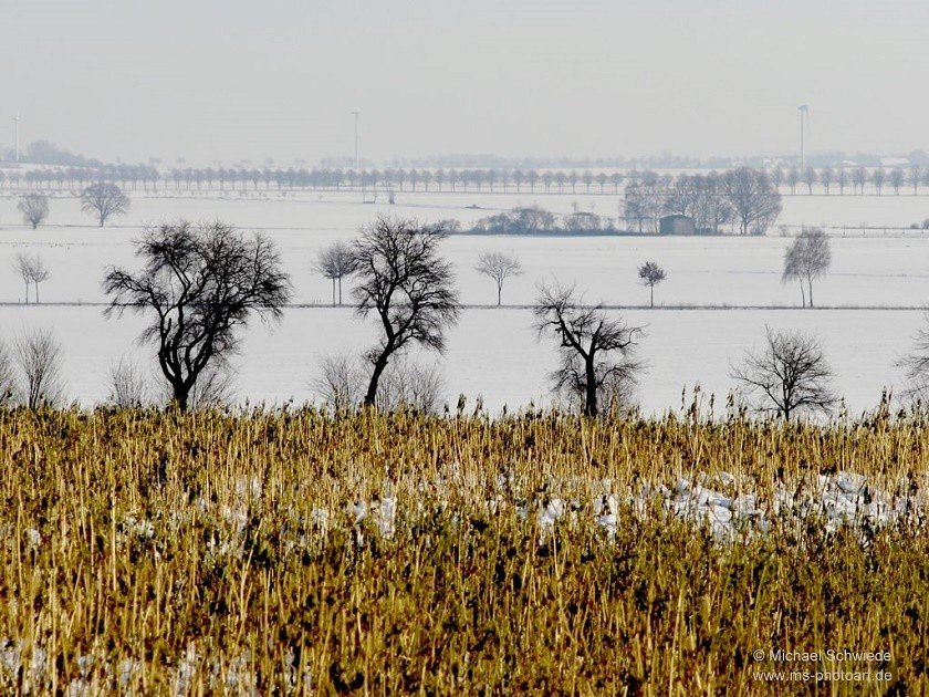 Am Feld