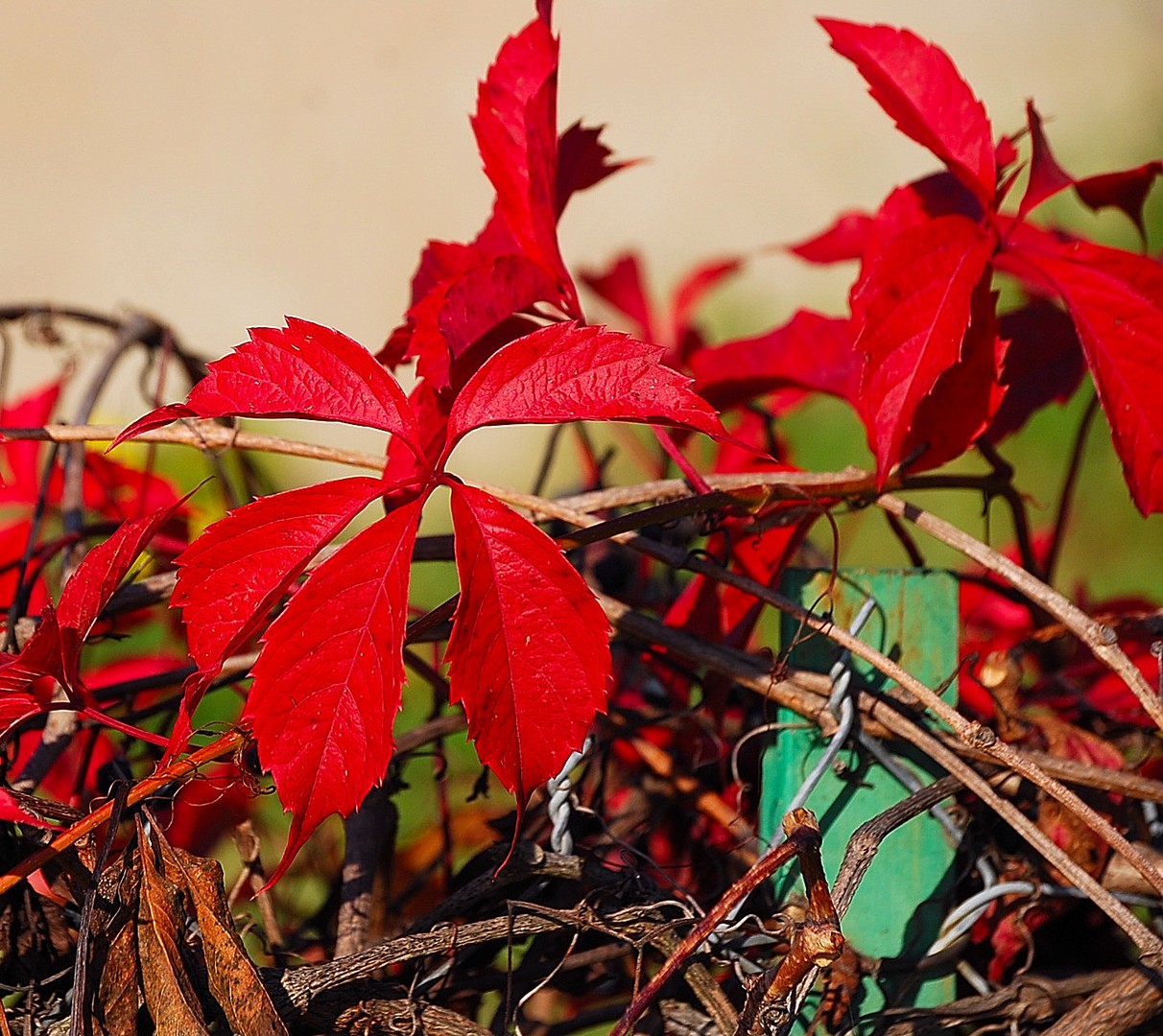 Feuilles.