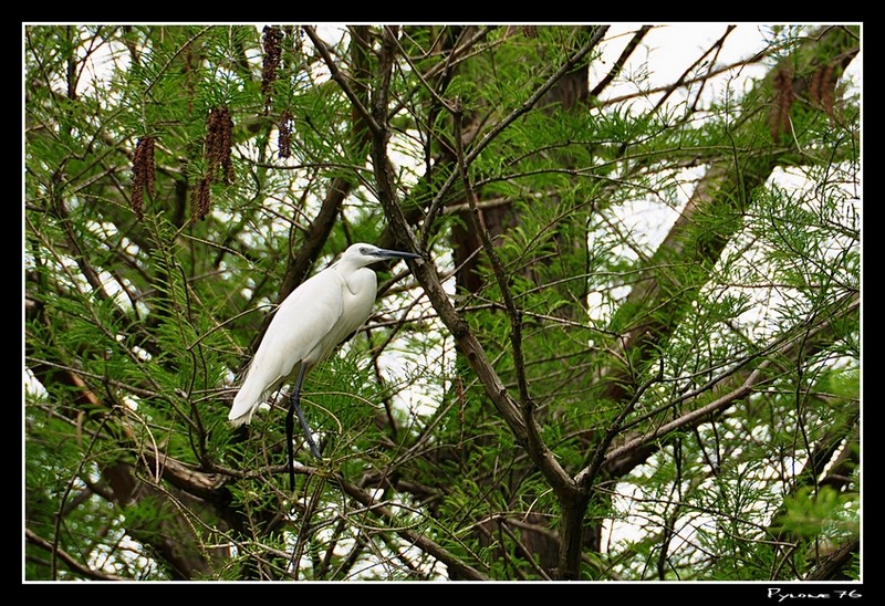 L'aigrette