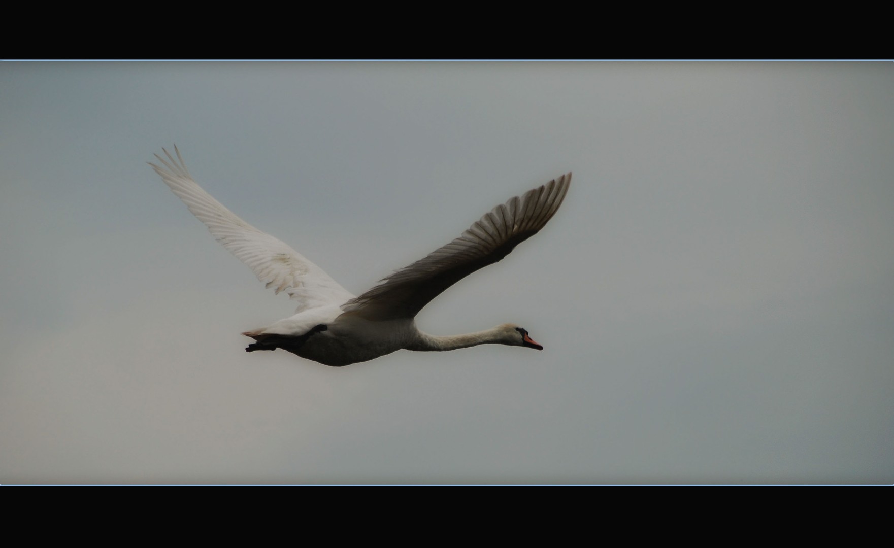 The Flight of the Swan