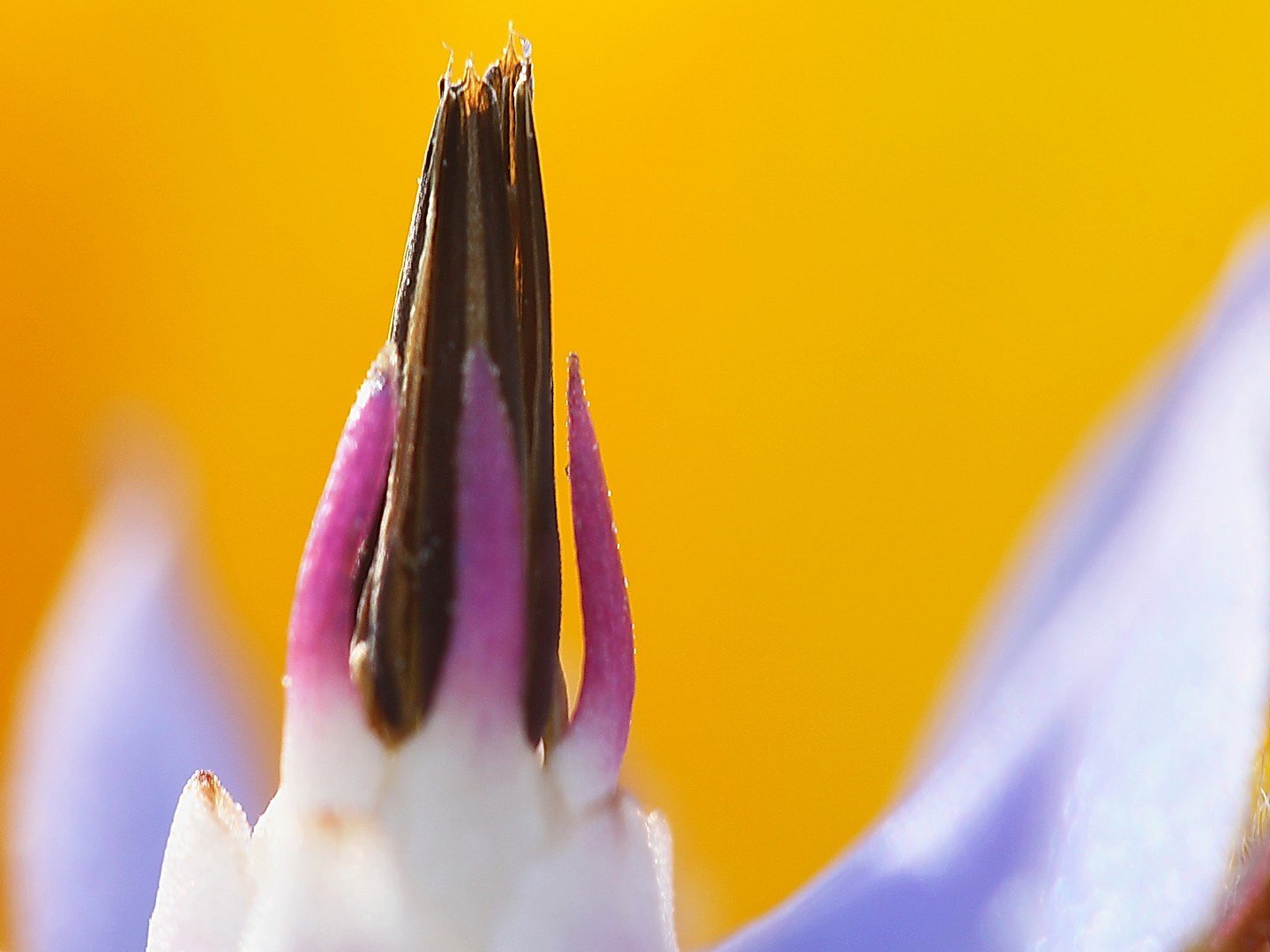 inmitten der Blüte