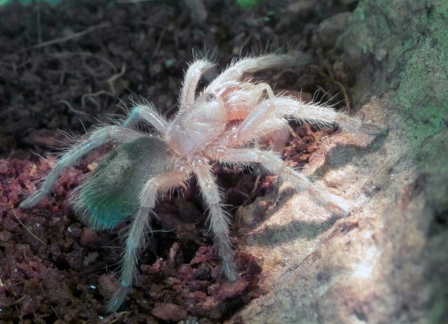 Grammostola Rosea