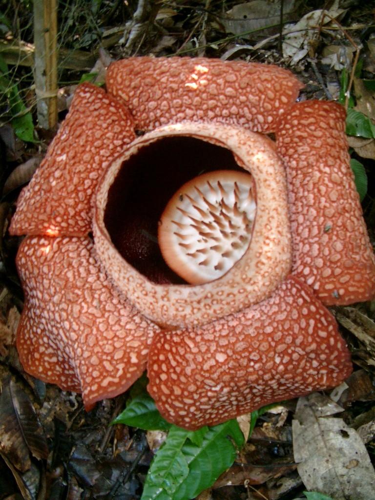 Raflesia