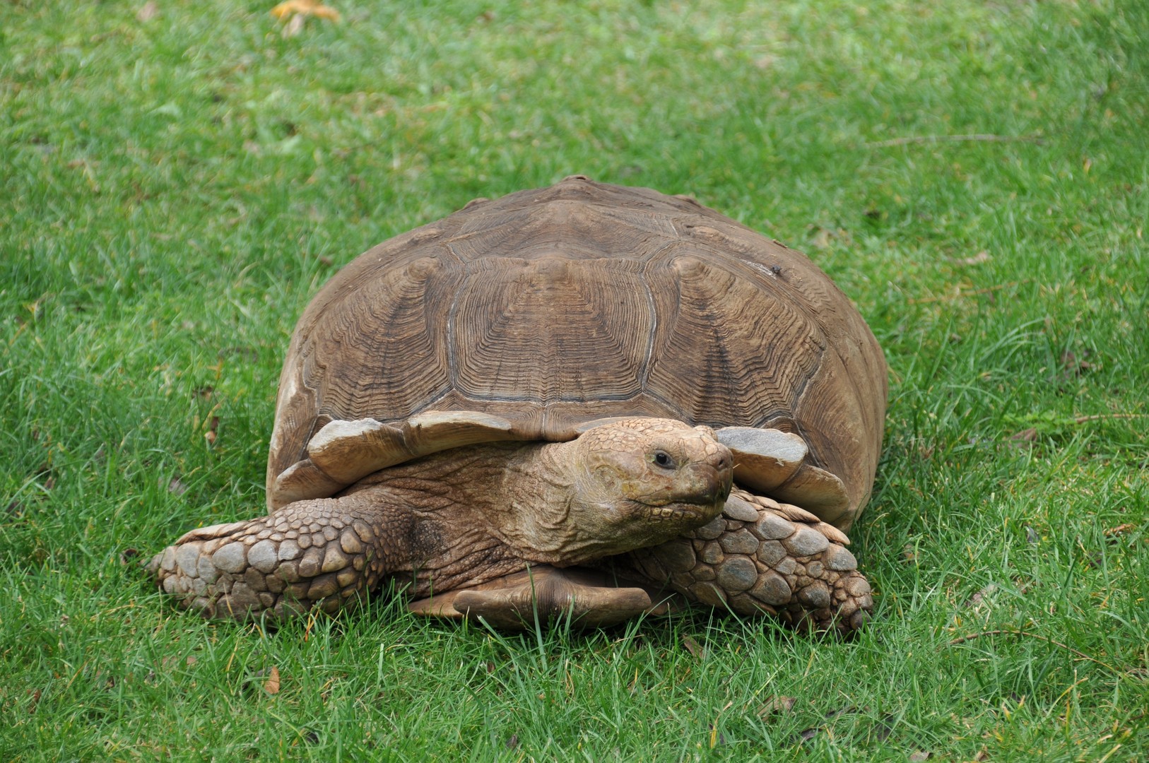 Die Mona lisa der schildkröten