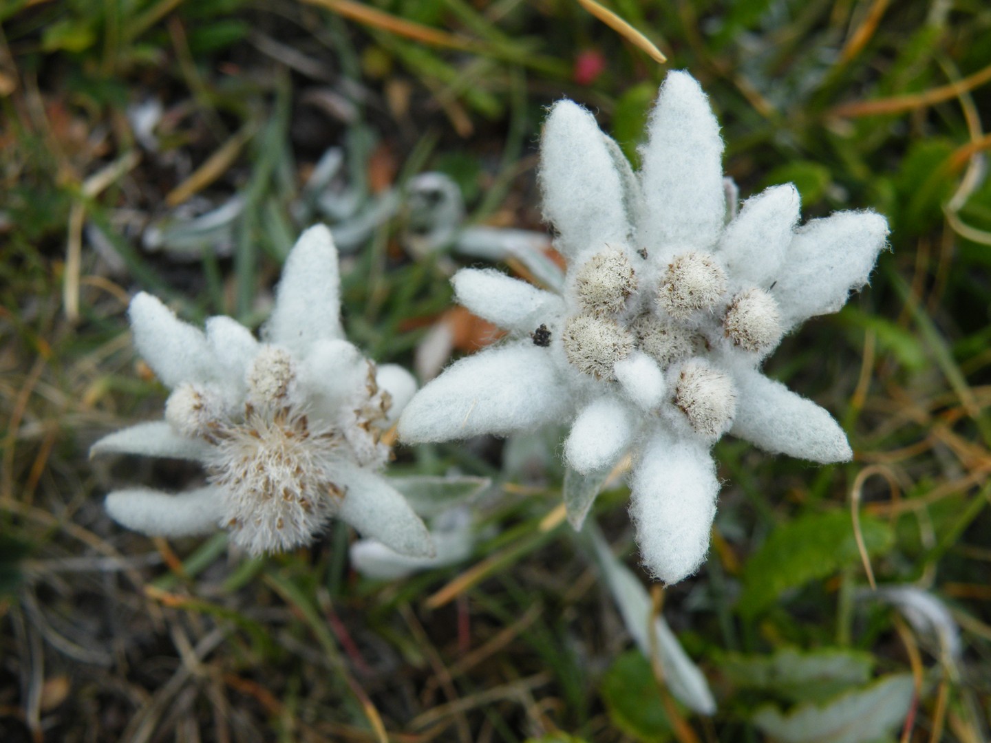 Létoile Blanche de la Montagne